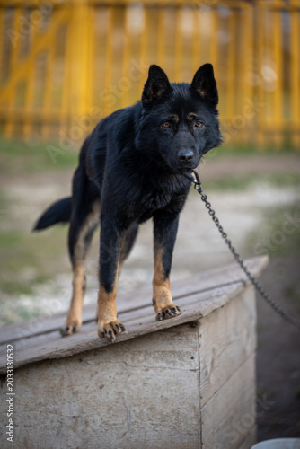 Black dog standing on a wooden doghouse in a rural backyard. Protective guard dog chained outdoors with rustic fence background and countryside atmosphere.