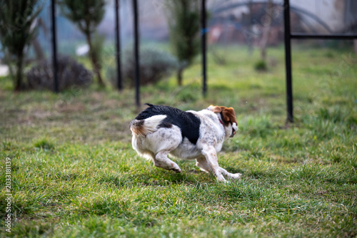 Energetic mixed breed dog running through a backyard while playing outdoors. Healthy and active family pet enjoying nature in daylight.
