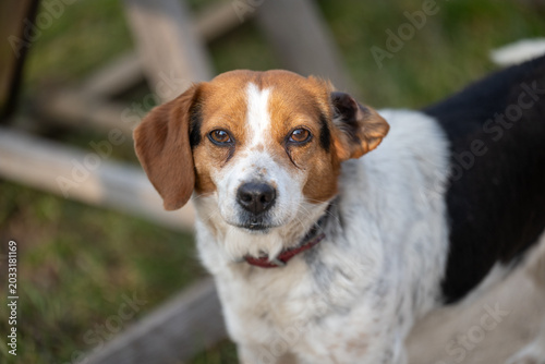 Close-up portrait of an adorable mixed breed dog outdoors wearing a red collar. The dog is calmly looking away with a natural green background and soft bokeh.