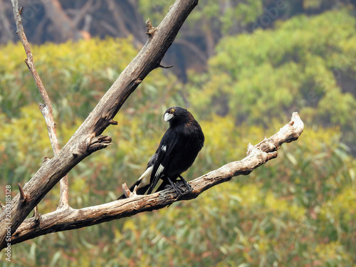 Pied Currawong in the Blue Mountains