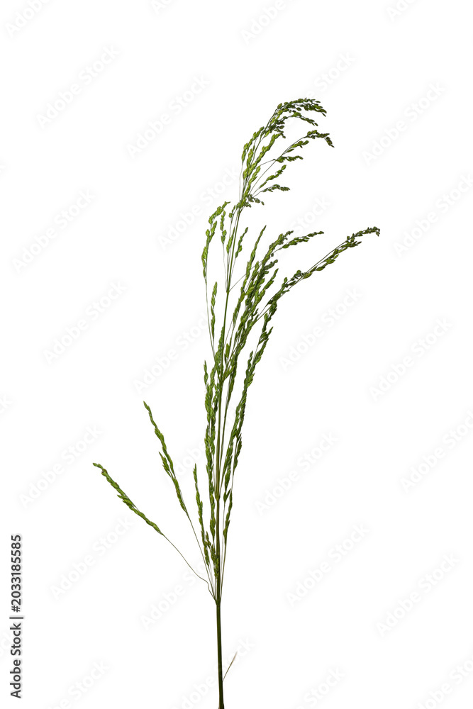 Obraz premium Isolated wild grass stalk with seed clusters on white background