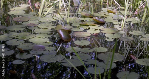 Spring colors and Lotus, Auvergne, France.