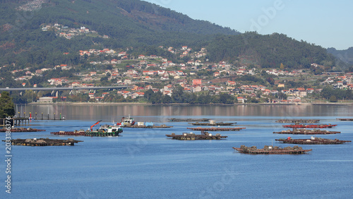 Quadro su tela Bateas en la ría de Vigo, Pontevedra, Galicia, España