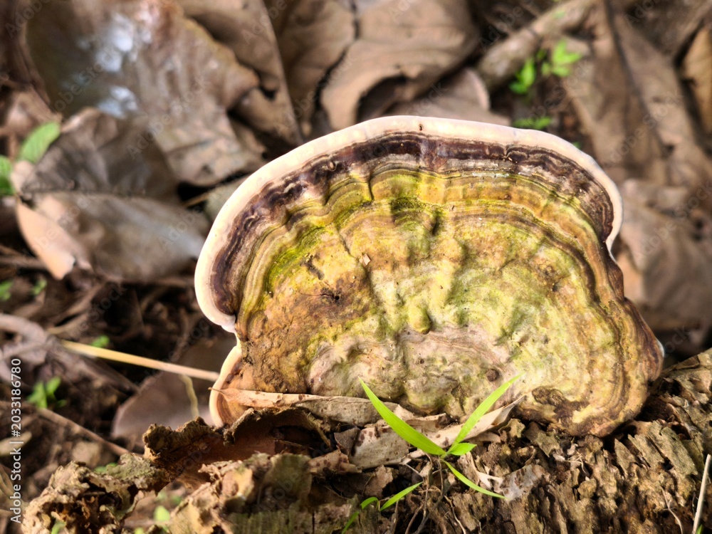Obraz premium Tough, fan-shaped fungus with concentric green and brown rings grows on wood