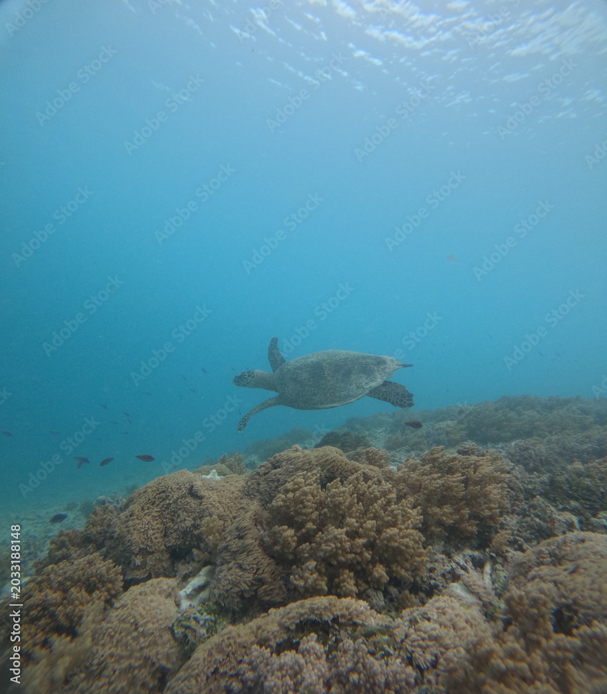 Naklejka premium Turtle