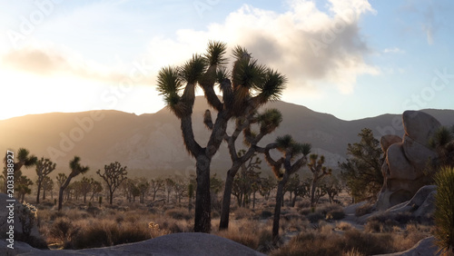 Bilde på lerret A travel to joshua tree national park at 
california state of usa