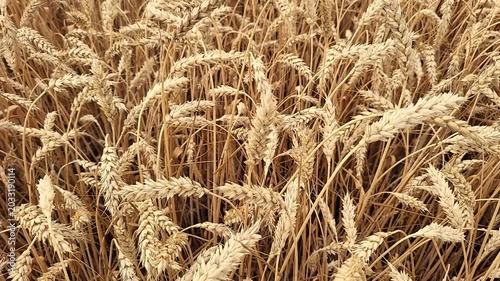 Wheat ears swaying in summer wind