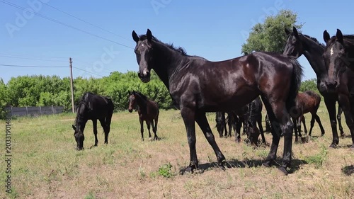 Black horse walking with herd in field