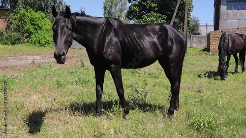 Black horse grazing on green pasture