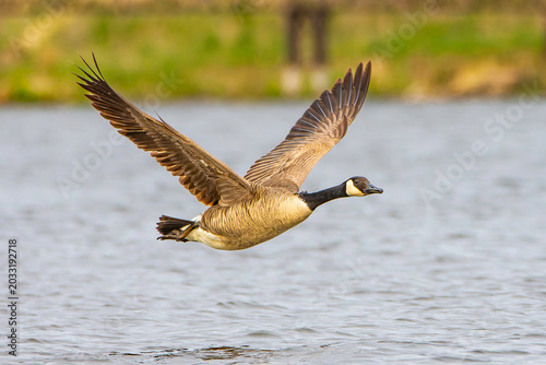 A Canada goose, Branta canadensis, flies above the Grand River in Grand Haven, Michigan