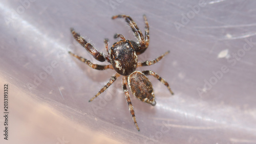 Araña saltarina