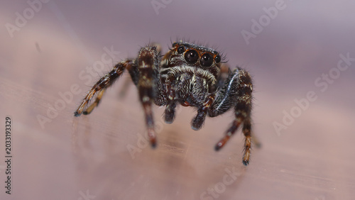 Araña saltarina