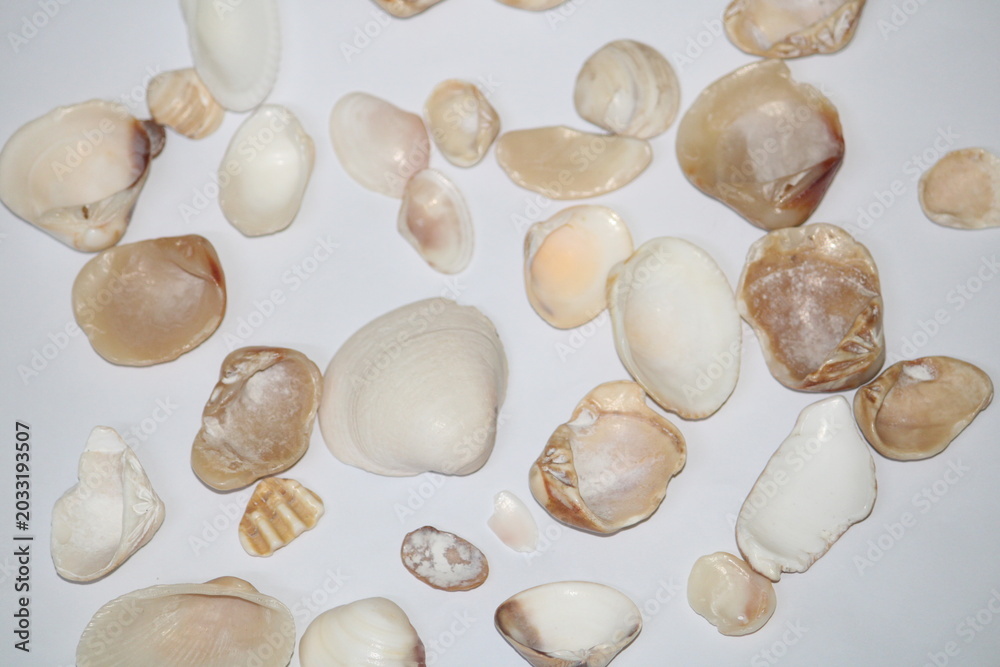 Obraz premium Sea shells isolated on white background