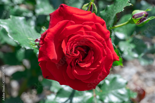 Red rose flowers and bud growing in country rose garden. Rosebush abundant blooming in summer. Nature background with flowering scarlet roses. Natural floral summer bloom garden or park backdrop.