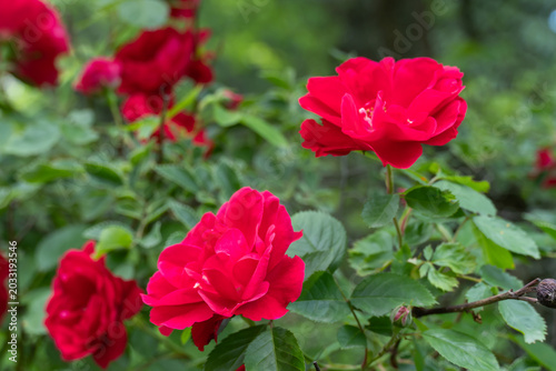 Red rose flowers and bud growing in country rose garden. Rosebush abundant blooming in summer. Nature background with flowering scarlet roses. Natural floral summer bloom garden or park backdrop.
