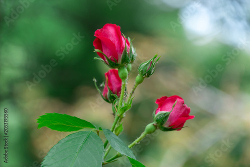Red rose flowers and bud growing in country rose garden. Rosebush abundant blooming in summer. Nature background with flowering scarlet roses. Natural floral summer bloom garden or park backdrop.