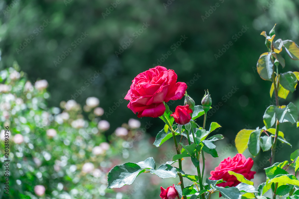 Obraz premium Red rose flowers and bud growing in country rose garden. Rosebush abundant blooming in summer. Nature background with flowering scarlet roses. Natural floral summer bloom garden or park backdrop.