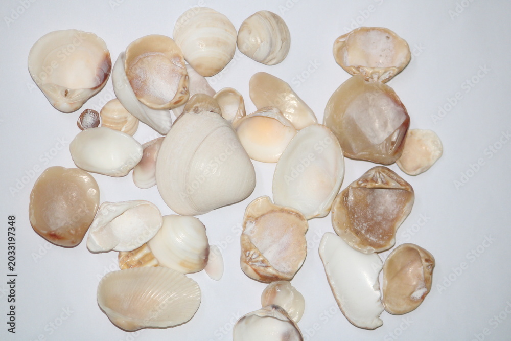 Obraz premium Sea shells isolated on white background