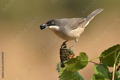 curruca mirlona en otoño