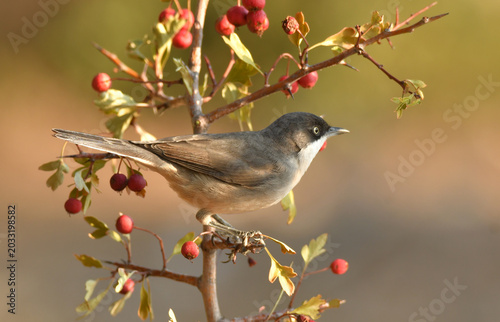 curruca mirlona en otoño