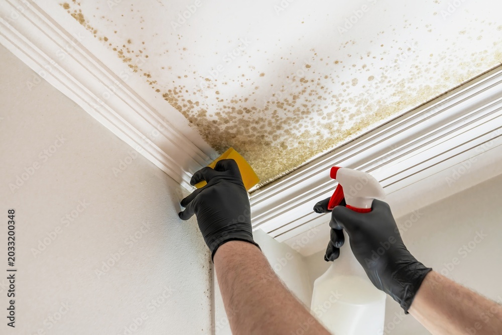 Photography Trained hands perform comprehensive ceiling mold eradication procedures