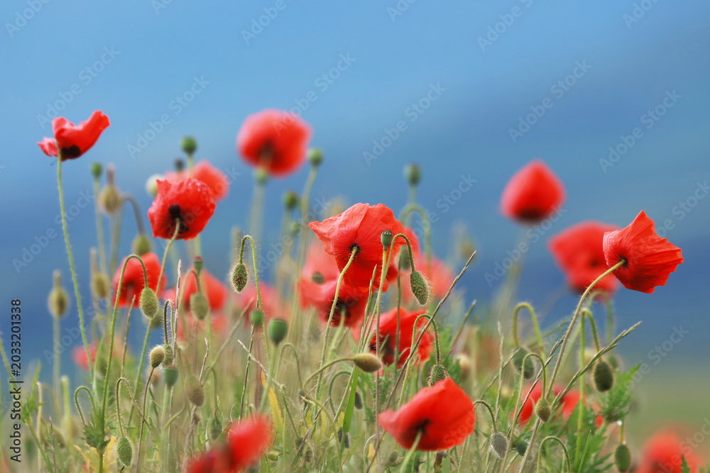 Naklejka premium poppies