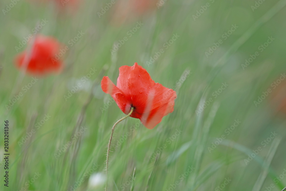 Obraz premium poppy
