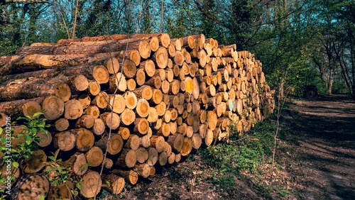 Tableau sur toile Deforestation concept with chopped and stacked tree logs in a green forest