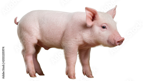 Foto Pink piglet standing profile view