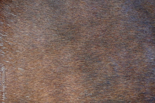Fotografía Close-up texture of brown and chestnut animal fur