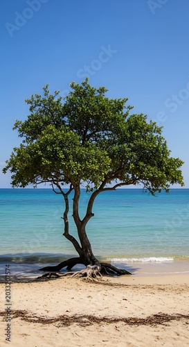 Solitary tree's exposed roots anchor it to a sandy beach by turquoise ocean