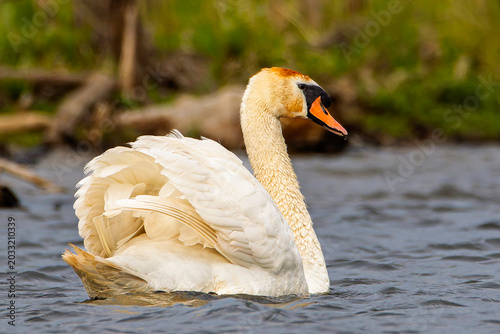 A mute swan, Cygnus olor, swims the Grand River in Grand Haven, Michigan