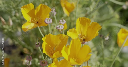 California golden poppy (Eschscholzia californica), Auvergne, France.