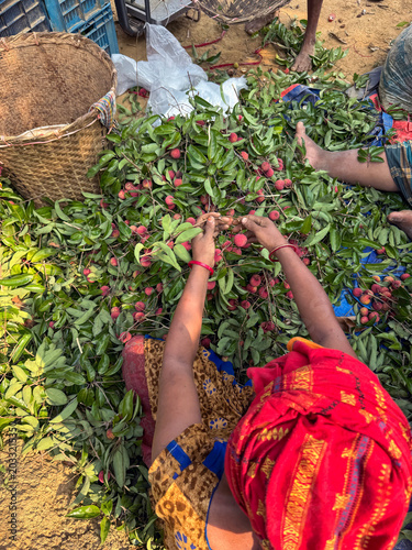 Woman harvesting lychee fruit.this photo was taken from Rangamati, Chittagong, Bangladesh.