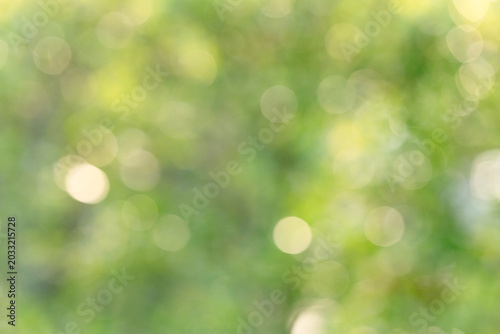 Vászonkép Abstract green bokeh background with soft natural light and blurred foliage, ide