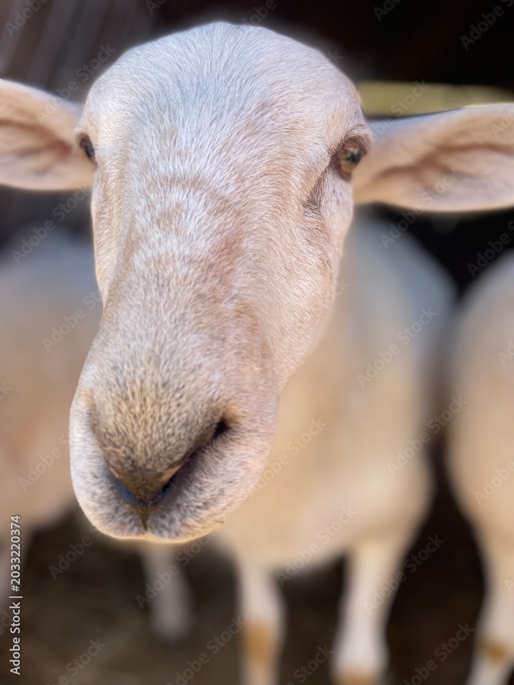 Naklejka premium portrait of a sheep