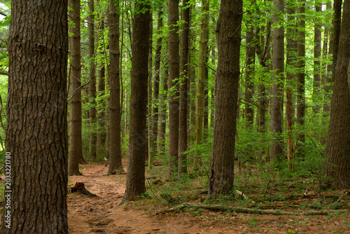 Foto Evergreen pine trees along the Gravity Trail on Mount Penn in Reading, Pennsylvania surrounded by natural woodland scenery