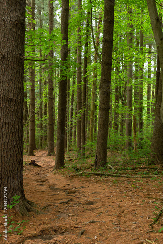 Fotografia Evergreen pine trees along the Gravity Trail on Mount Penn in Reading, Pennsylvania surrounded by natural woodland scenery