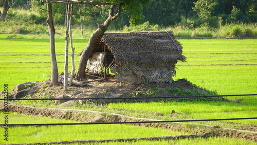 Mirador de elefantes, Agricultura tradicional en Kubukkadanwala, Dambulla (Sri Lanka)	
