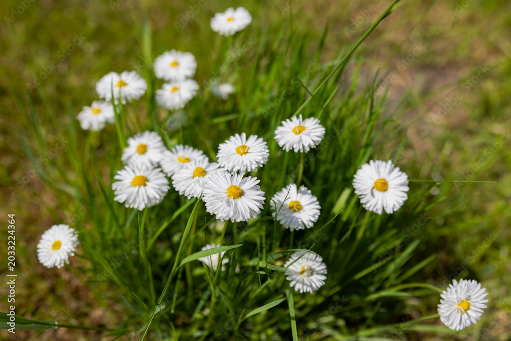 Fototapeta premium Beautiful wild daisies blooming in fresh green grass during springtime. Natural floral meadow scene with white and pink flowers, soft sunlight and peaceful outdoor countryside atmosphere.