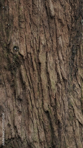 tree bark texture and background, nature concept