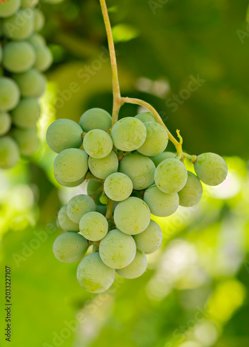 close up of a fresh bunch of green grapes on the vine with soft blurry nature background