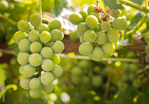 Horizontal close up of two bunches of green grapes growing on the vine in a sunny vineyard