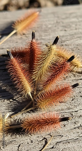 Spiky seed heads with brown and gold hues on weathered wood
