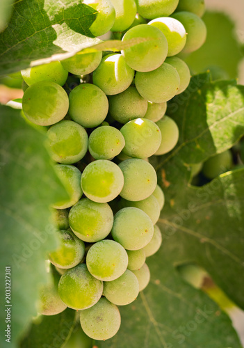Close up of a fresh bunch of green grapes ripening on the vine with leaves