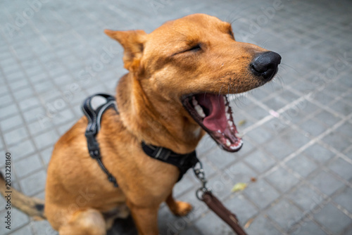 Tableau sur toile Brown mixed breed dog yawning on street pavement