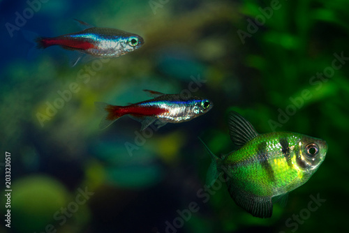 Two fish-neon are blue-red-gray. Paracheirodon innesi-Latin name. One fish-ternetzi  is green with black stripes. The Latin name Gymnocorymbus terne
