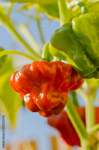 close up of red and green chili peppers ripening on the plant against a blue sky