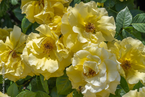 Yellow rose flowers and bud growing in country rose garden. Rosebush abundant blooming in summer. Nature background with flowering yellow roses. Natural floral summer bloom garden or park backdrop.