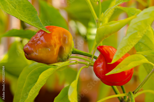 Close up of hot chili peppers ripening on the plant with green leaves in selective focus